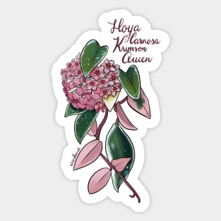 Hoya carnosa Krimson Queen in bloom Sticker